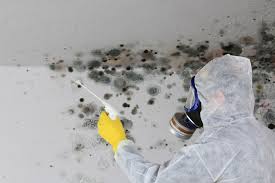 Best Black Mold Removal  in Bellevue, OH